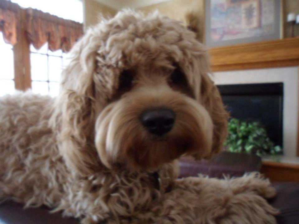 Lucille - The latest edition to our family