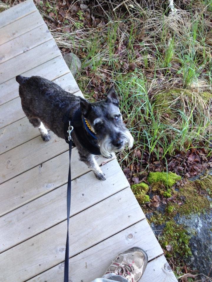 Frank likes minnows for breakfast. Can't take this dog fishing. He eats the bait!