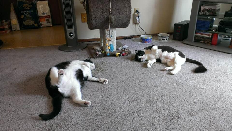 Taz and Sophie enjoying a little catnip together...