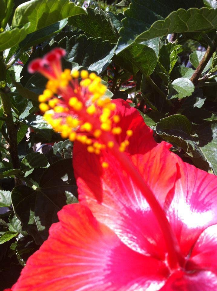 Mauro Calcano's album, Mobile Uploads