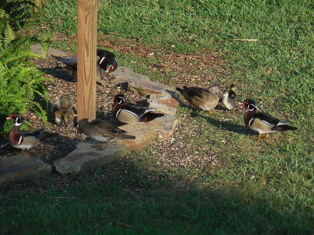 Dennis Downing's album, Timeline Photos