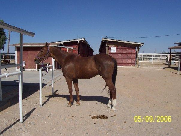 Mark Blain's album, Our Horses