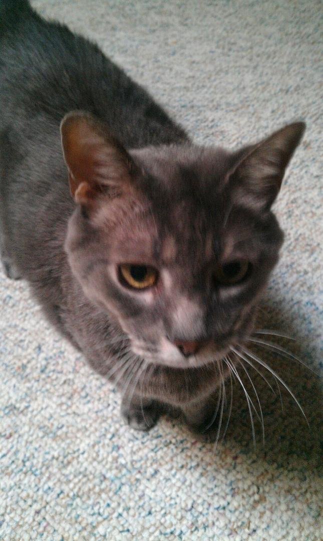My best old kitty ever Elwood would have been 18 today, I miss you EE.