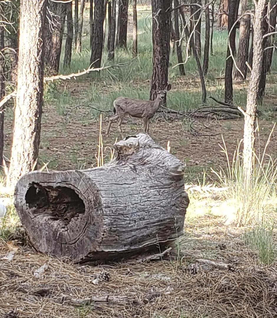 We were visited last night with 4. Tonight we had at least 10, this one came close to take a look at us. Still more coming by.