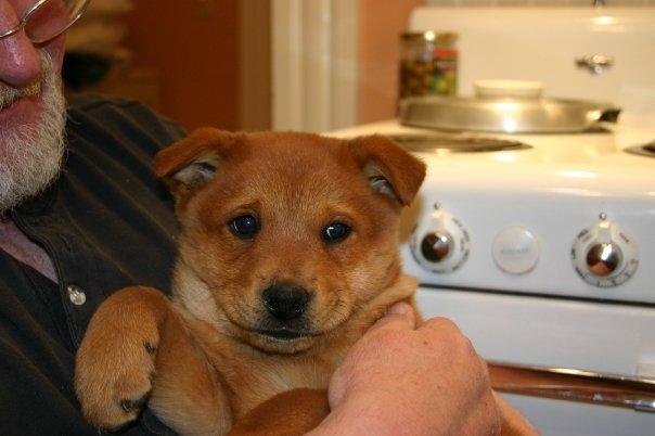 Bob and Buddy right after Sandy rescued him. He's part chow, blue heeler and dalmatian and who knows what else!