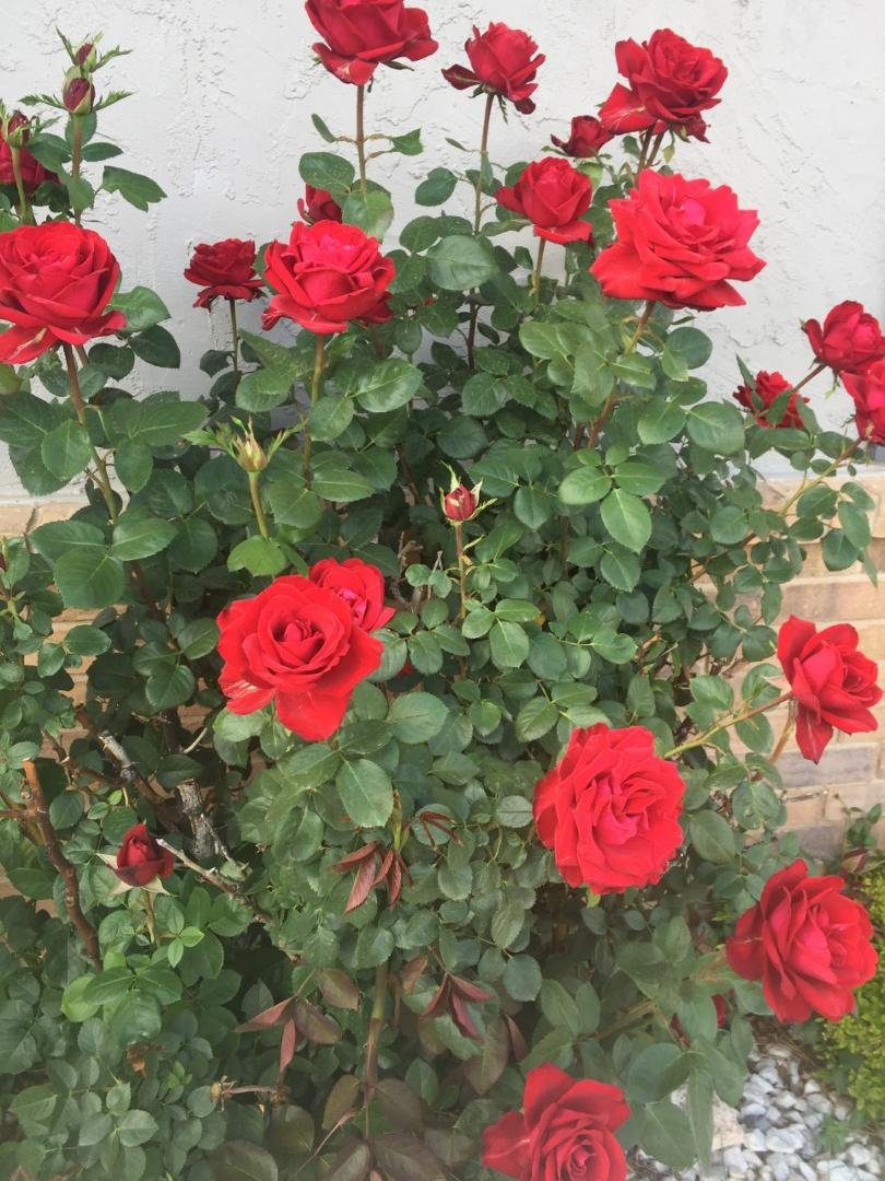 Donna Lisby's album, Timeline Photos