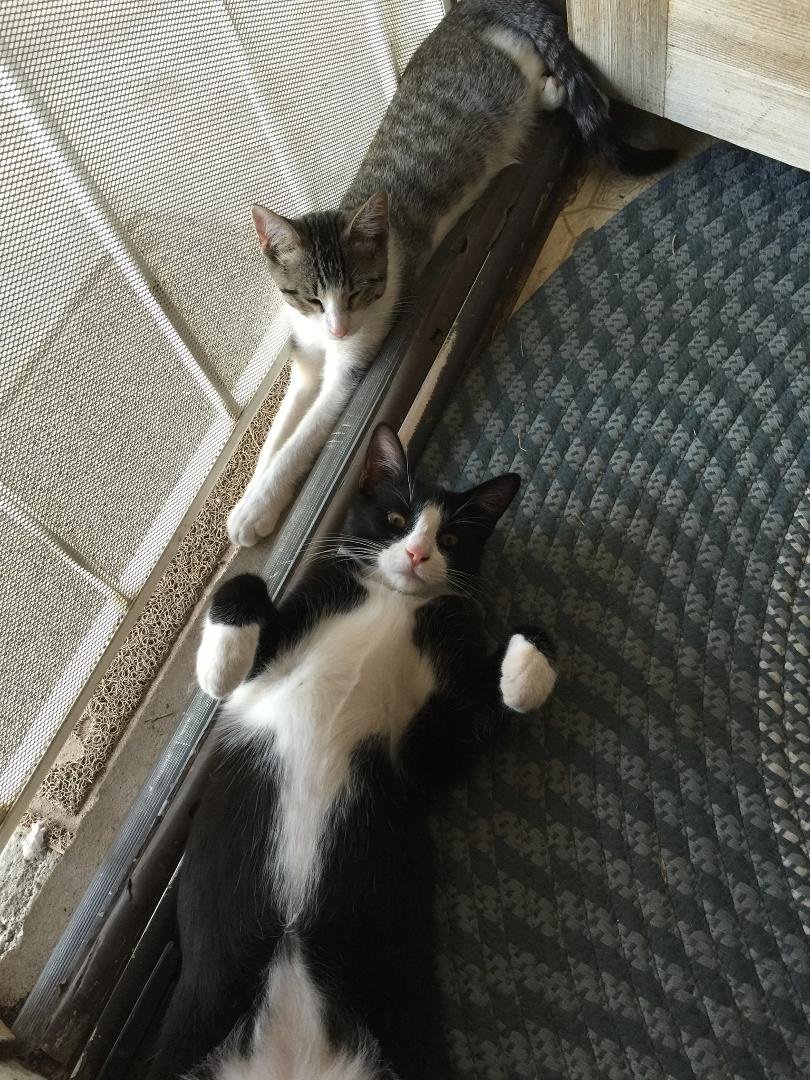The gray one is old man the tuxedo is tuck.