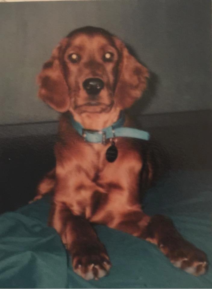 Well, I’m a day late celebrating National Puppy Day but I wanted to share a picture of my sweet, precious Andy when he was a puppy. I had him from 1999 to 2012. He was my heart!!