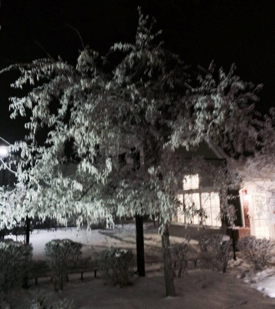 Fog generated frost on trees.