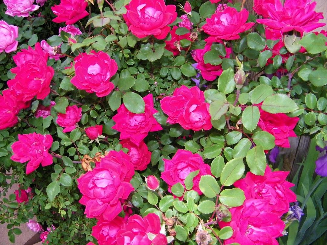 What wonderful picture of our flowers.
Snow tomorrow.
What the heck!!!!