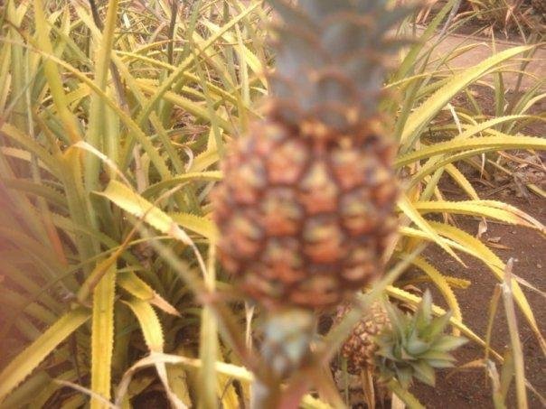 pineapple plant