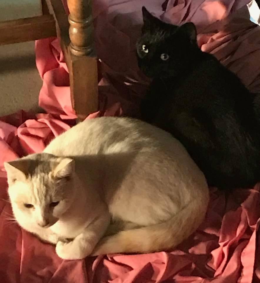 Black and white getting along 😊
