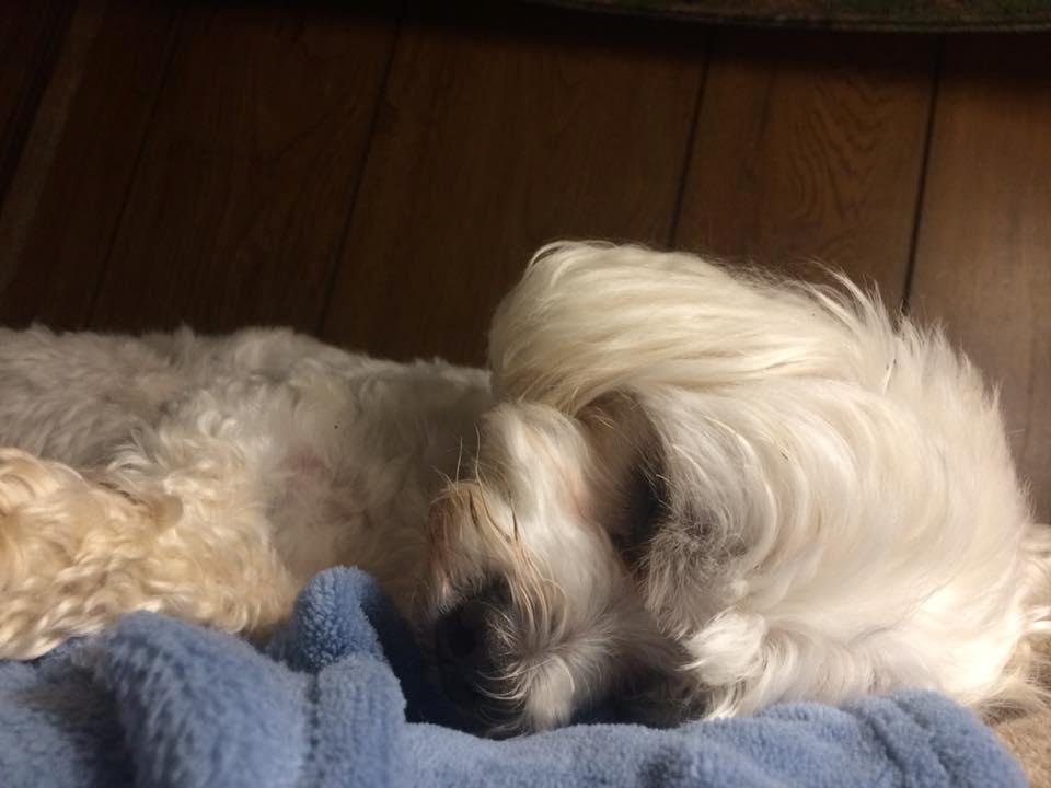 Buster sound asleep! ❤️