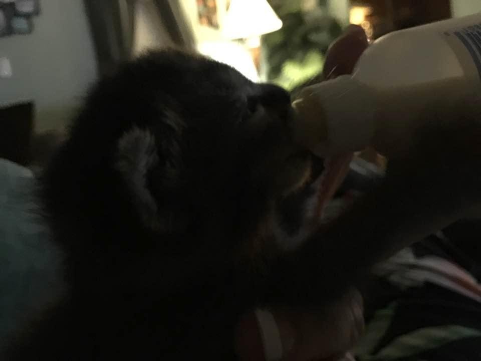 Look my new baby monkey, got my happy face back..