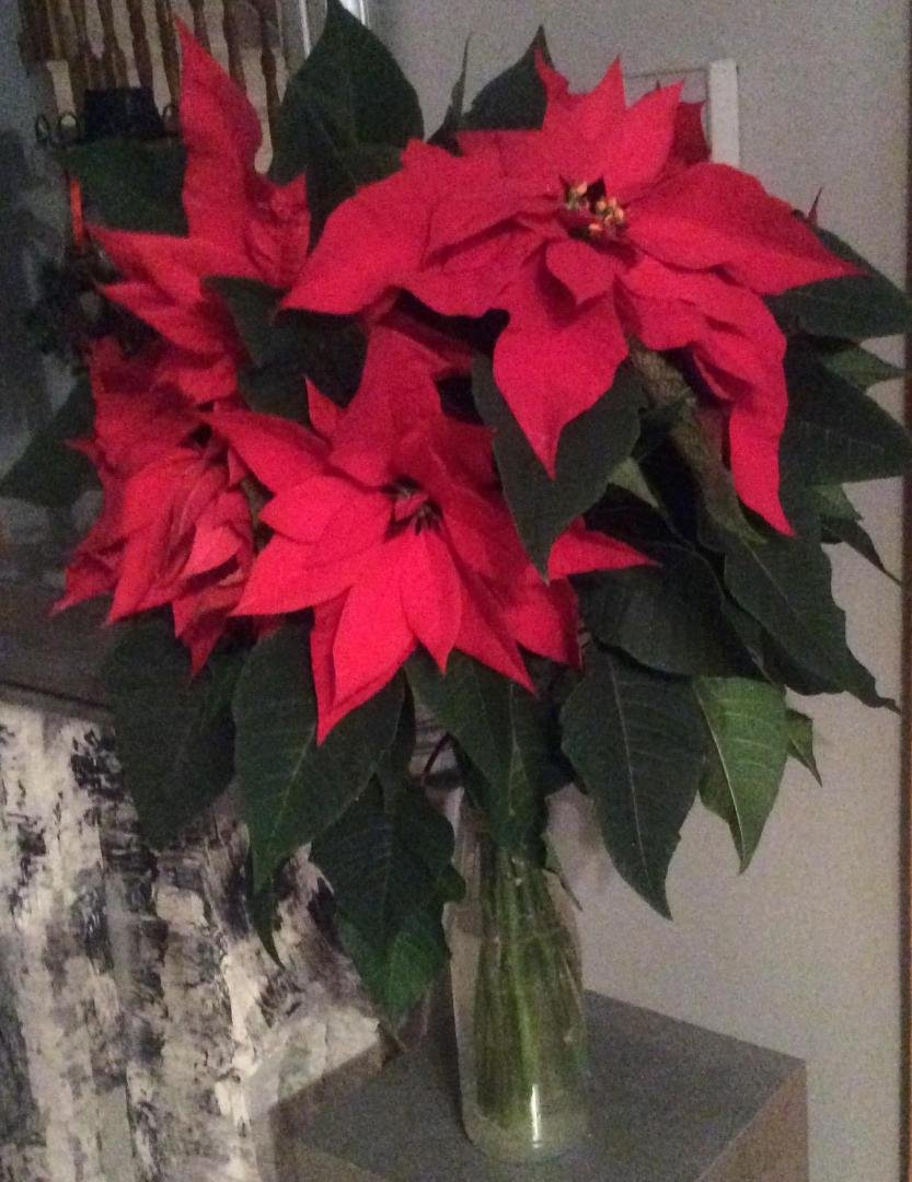 Flora Santillo's album, Timeline Photos