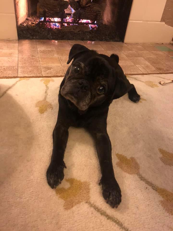 I ask people who love dogs to participate in the challenge of posting a picture of their dog. Just a picture and no description. The goal is to cover FB with positive photos.
Please copy the text and post your dog's photo a