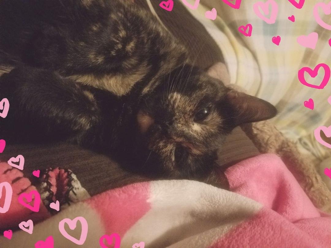 I just lay next to my mommy and stare and stare...my kitty life dream.....