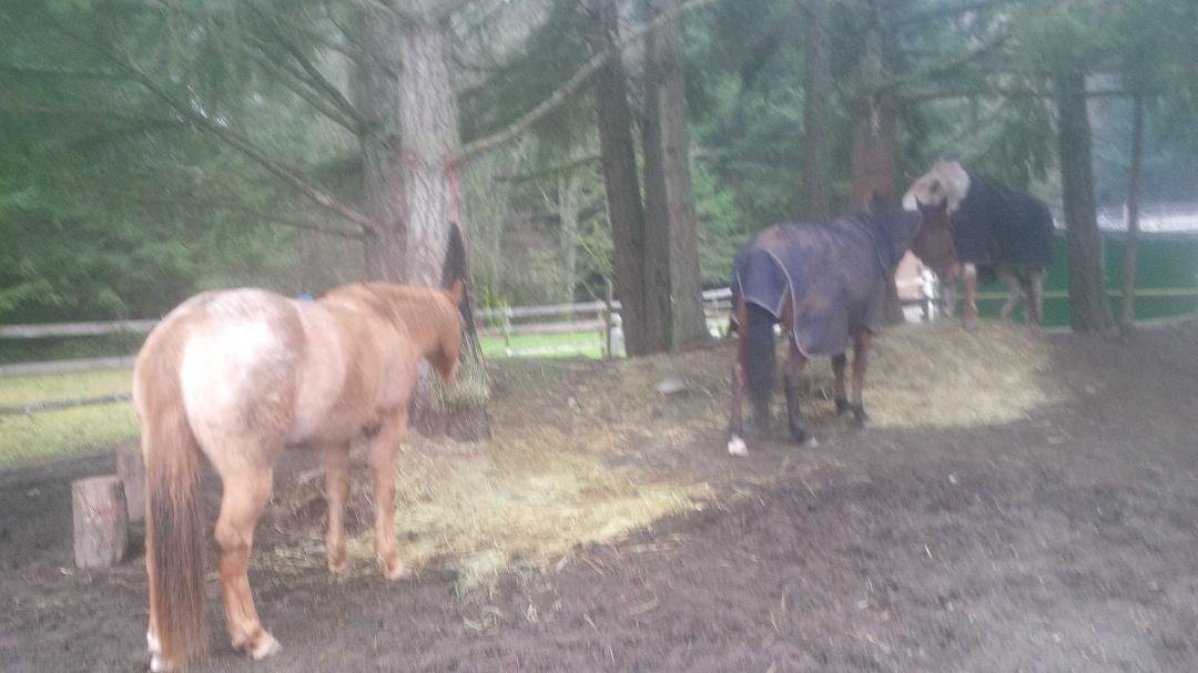 Boxing Day lunch at Forest Hill Farm for Elmo, Burney and Jimmy.
