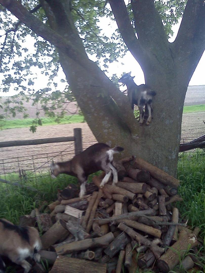 Goats like to climb..
