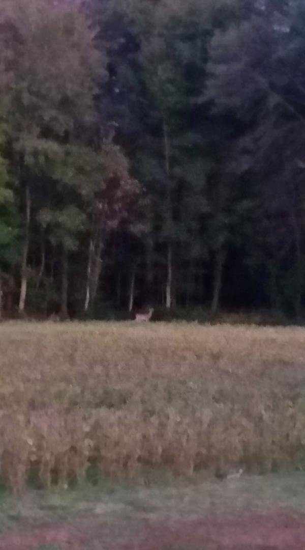 Here little deer