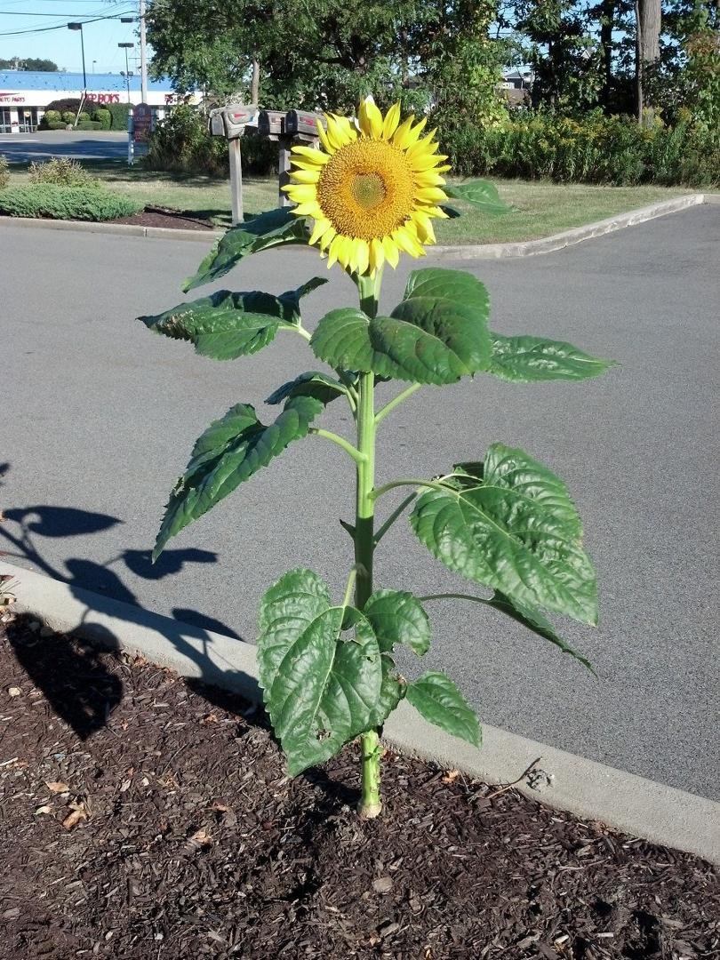 Squirrel planted this in summer in front of our store.