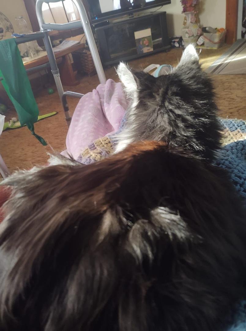 Someone keeping me company