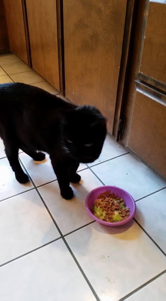 Here is our black kitty, for national black kitty day...