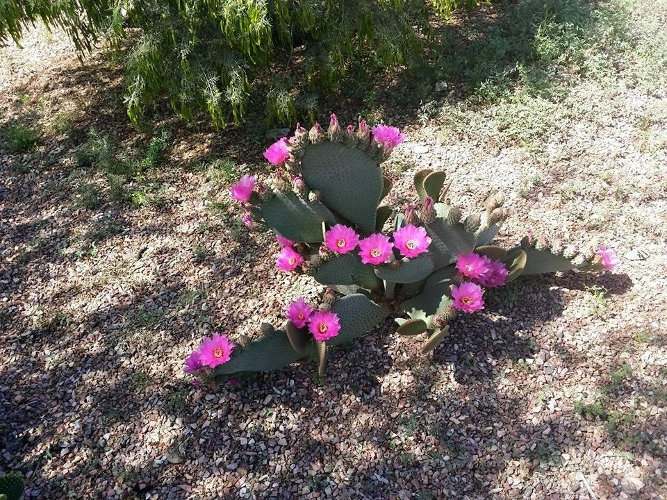 Beavertail cactus. This one has really done well this year