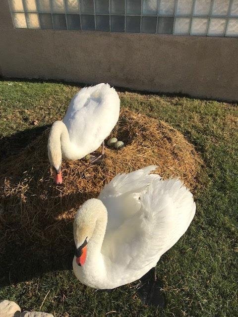Update to those Dork and Petunia Wader fans. They now have two eggs.