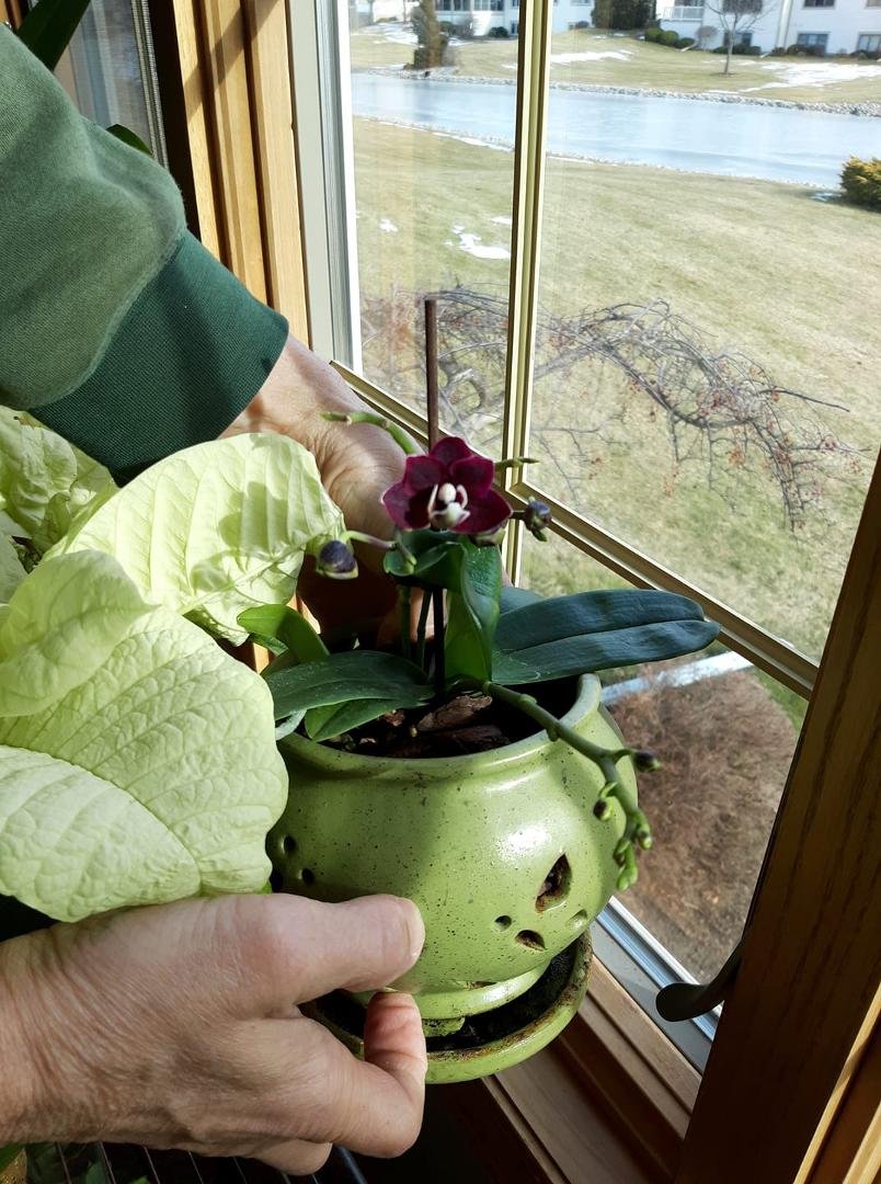 Can spring br be far behind? This is a chocolate orchid from our window.