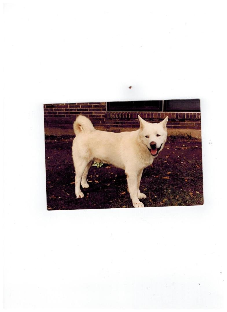 Duncan the Akita 1989