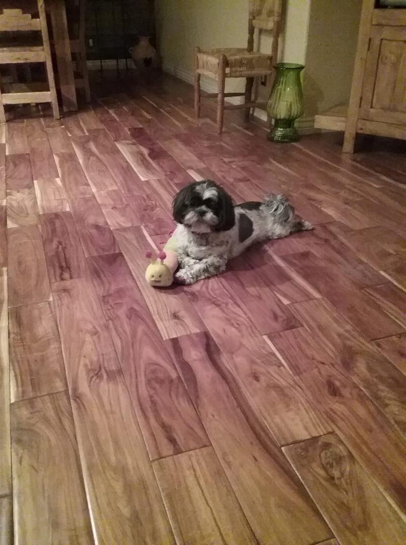 Happy national dog day to my buddy PJ.