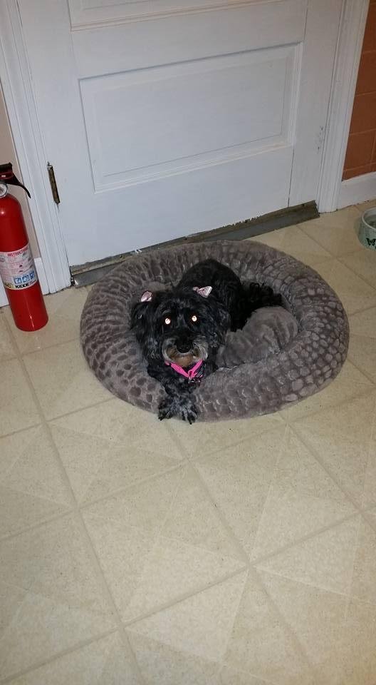 Penney Gaman's album, Mobile Uploads