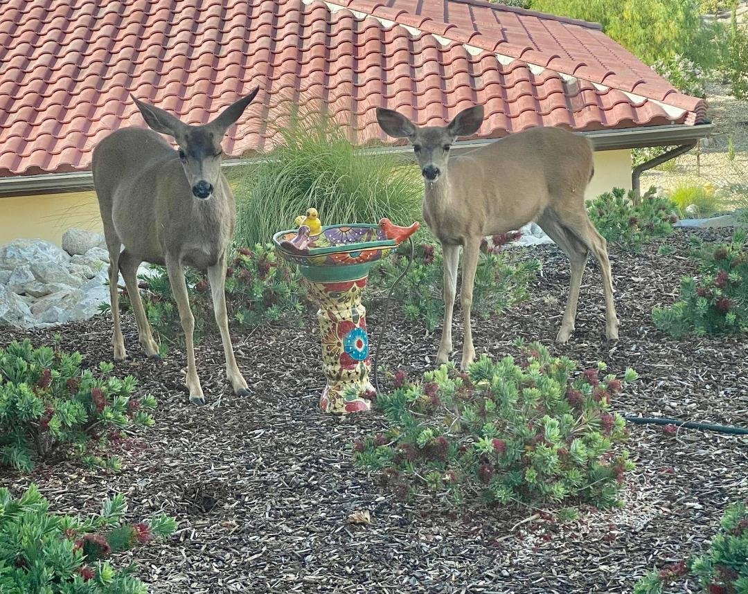 My afternoon visitors…drinking from one of our bird baths.