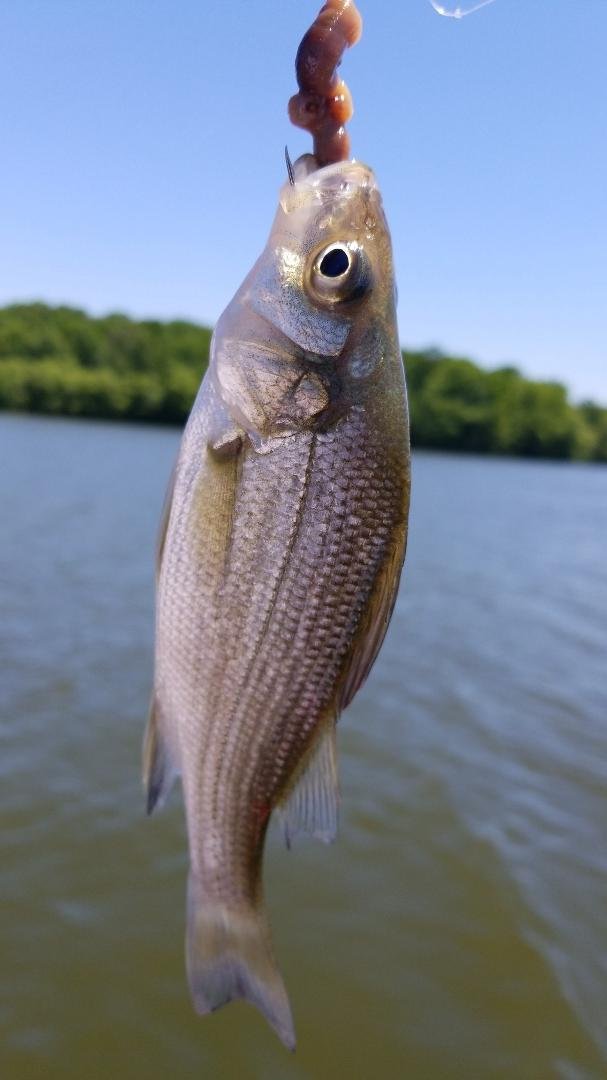 Boy are they biting today🎣🎣🎣🎣🎣