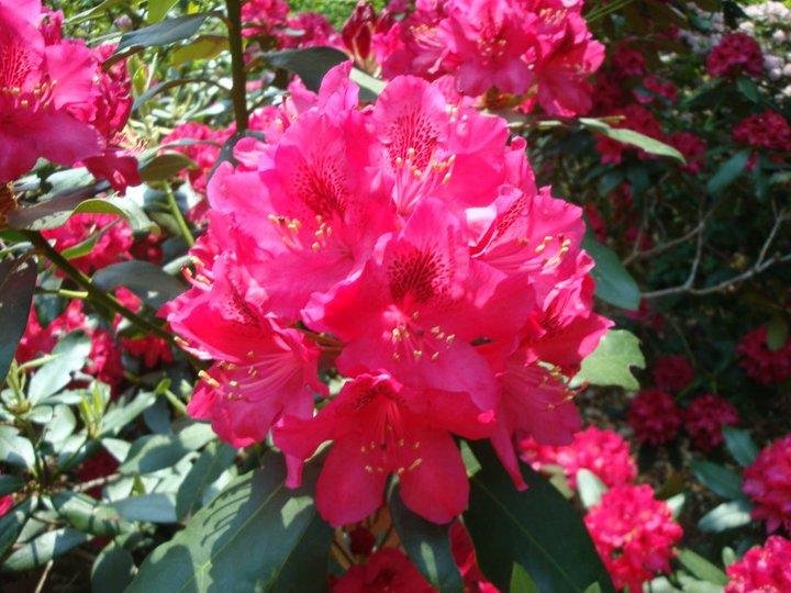 James Lawton's album, Rhododendron Path