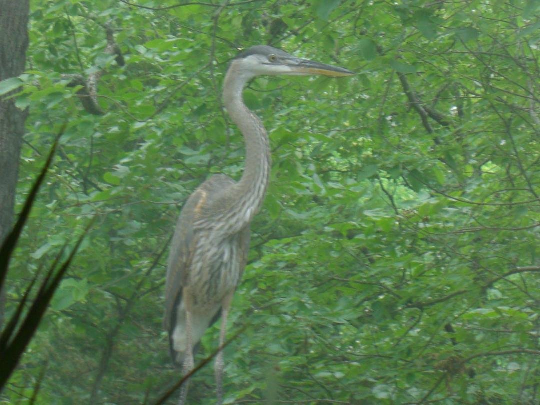 This is Big Bird, a Blue Heron who came to say goodbye when we left the lake.