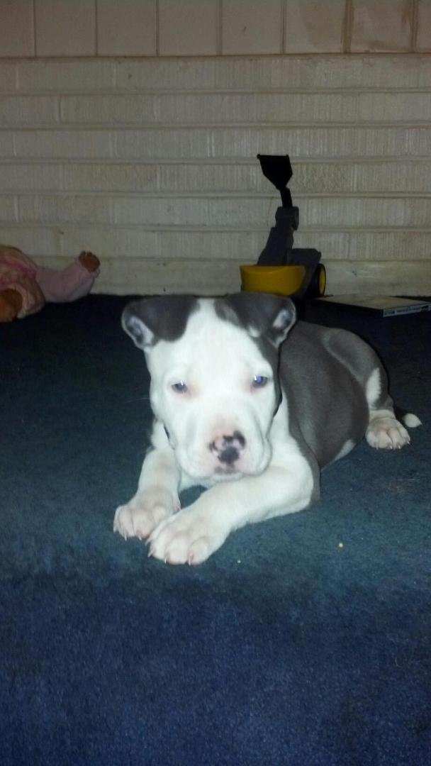 Meet the newest member of the Baker fam. MEEKO!!!!!!! <3