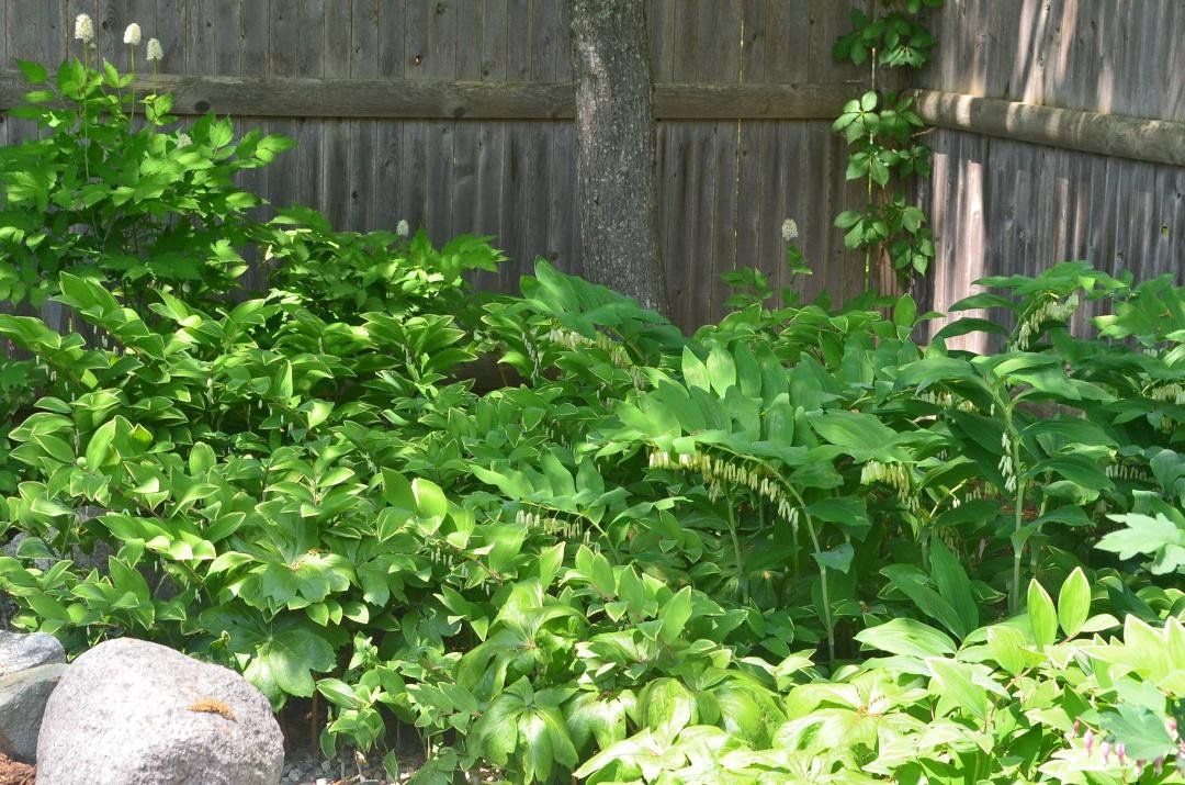 A stand of Solomon Seal. plain and variegated, in the corner behind the rock garden. And some taller Baneberry's also known as Doll's Eyes because of their black dotted white berrys that appear in early fall.