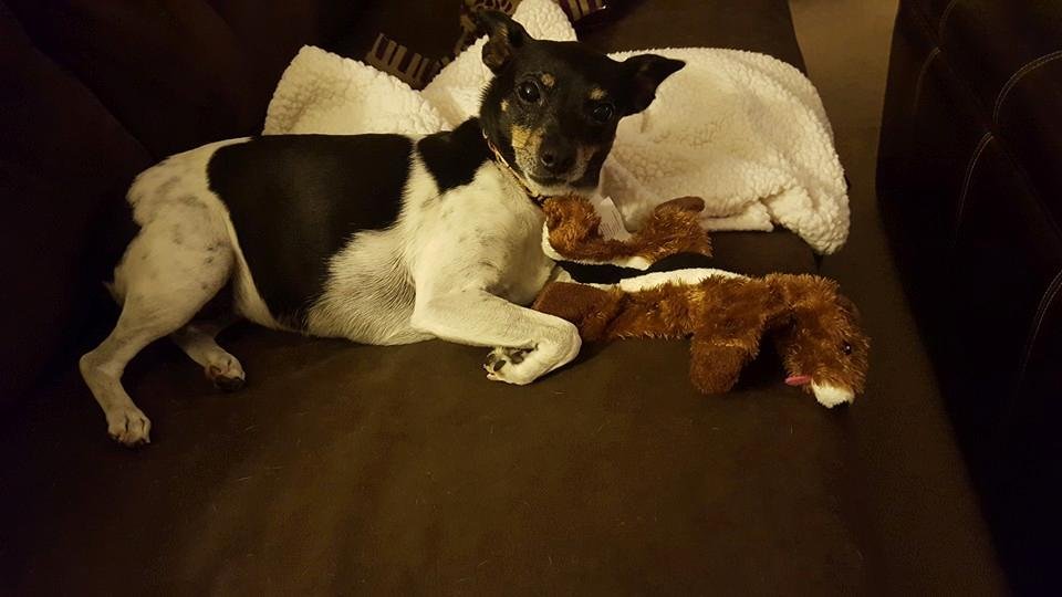 My pup Callie with her new toy...