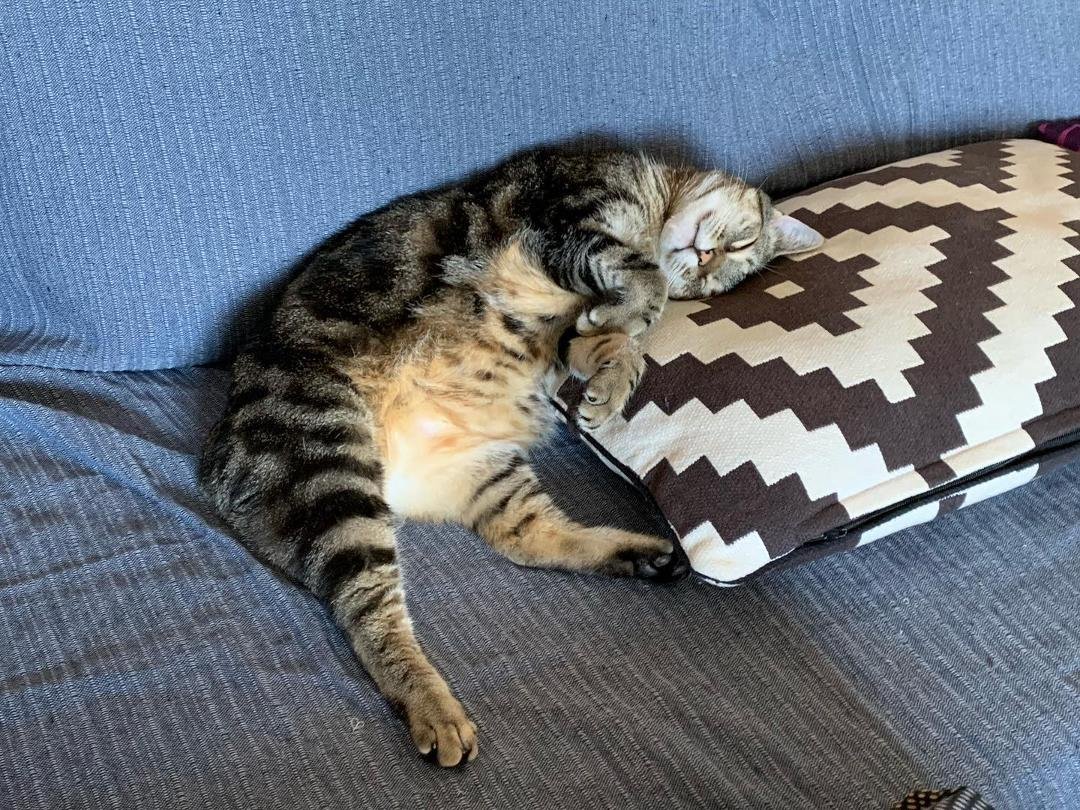 This cat has now lived in four different counties and has an EU pet passport. Yes, that’s a real thing. We didn’t have to do the usual testing and all that. Just flashed his EU passport and no problem. He has a rough life.