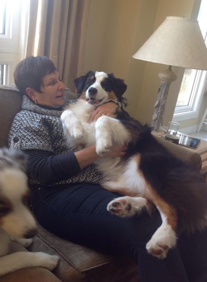 Ever since Odin came to us he has had a cuddle time everyday around 4:30. Now, at 50+ pounds he still has the same cuddle time. Hope he stops growing soon.