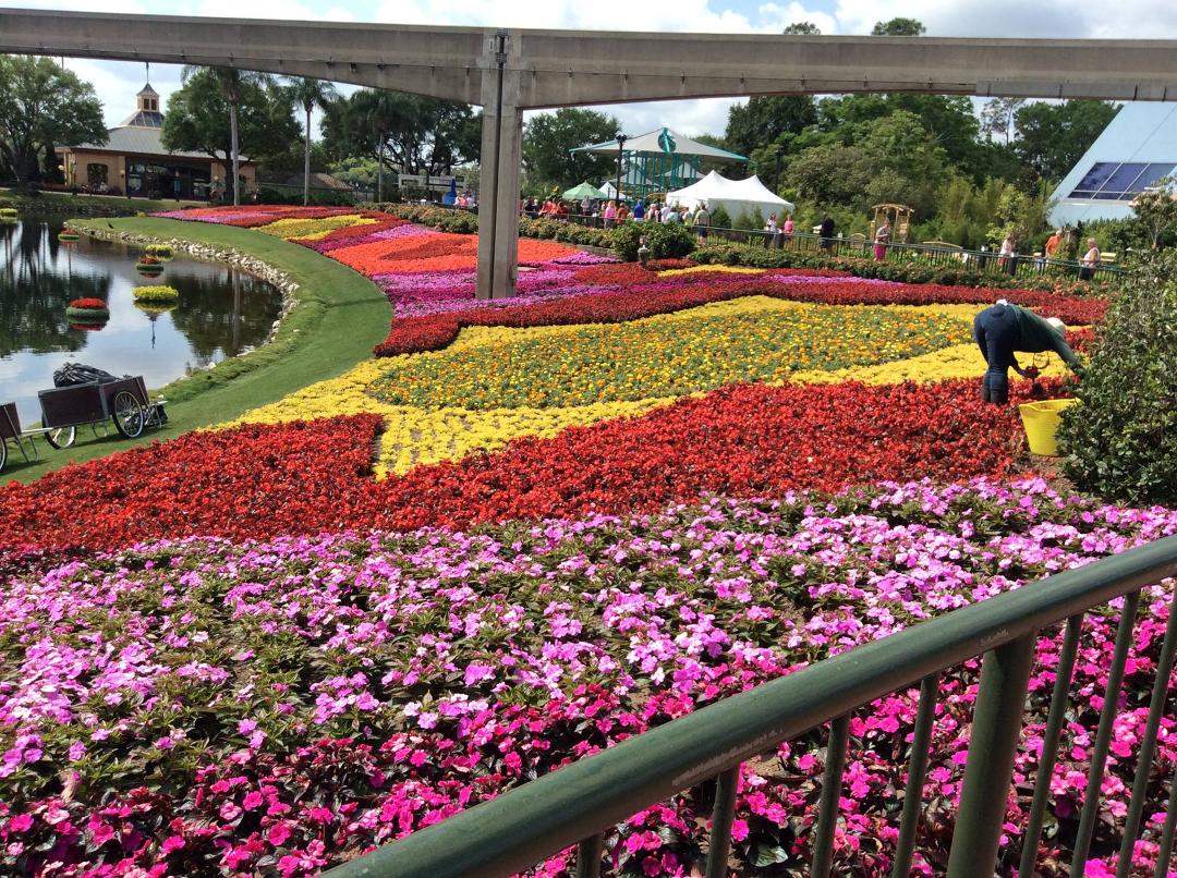 Great thing about having Disney in our backyard is getting to visit Epcot flower show.