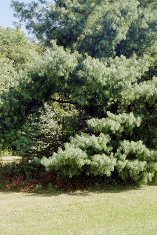 Tim Pertler's album, Middletown