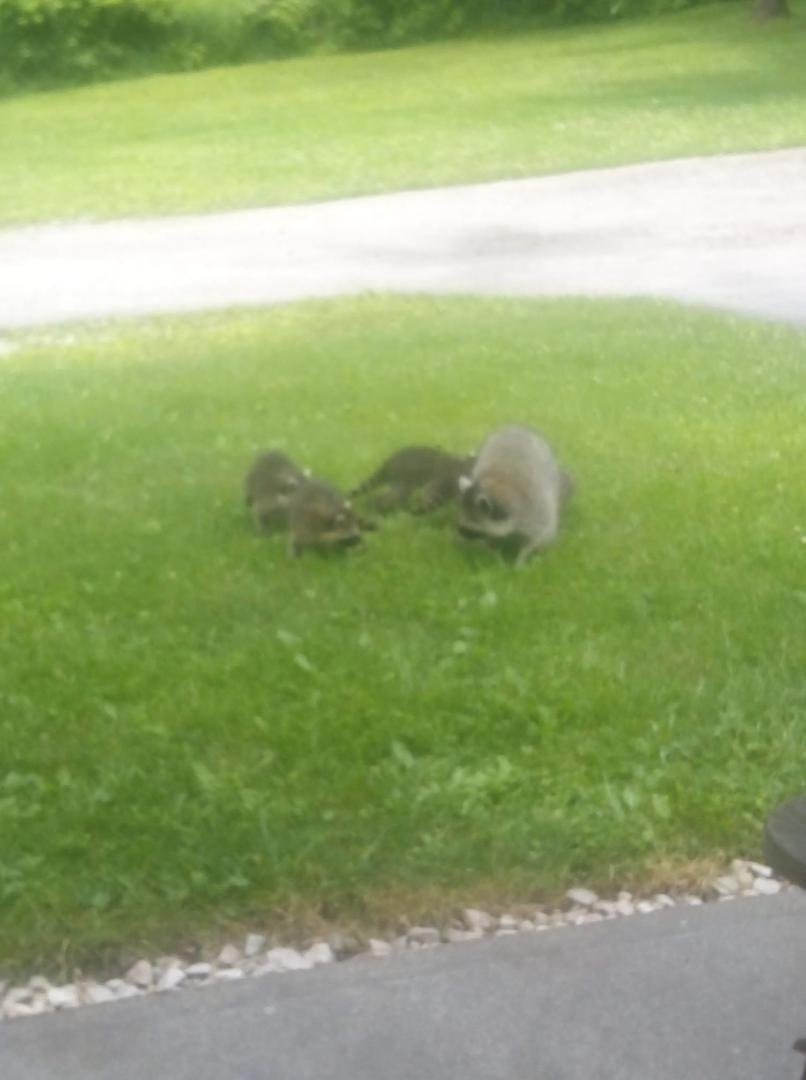 The Bandit has a family.