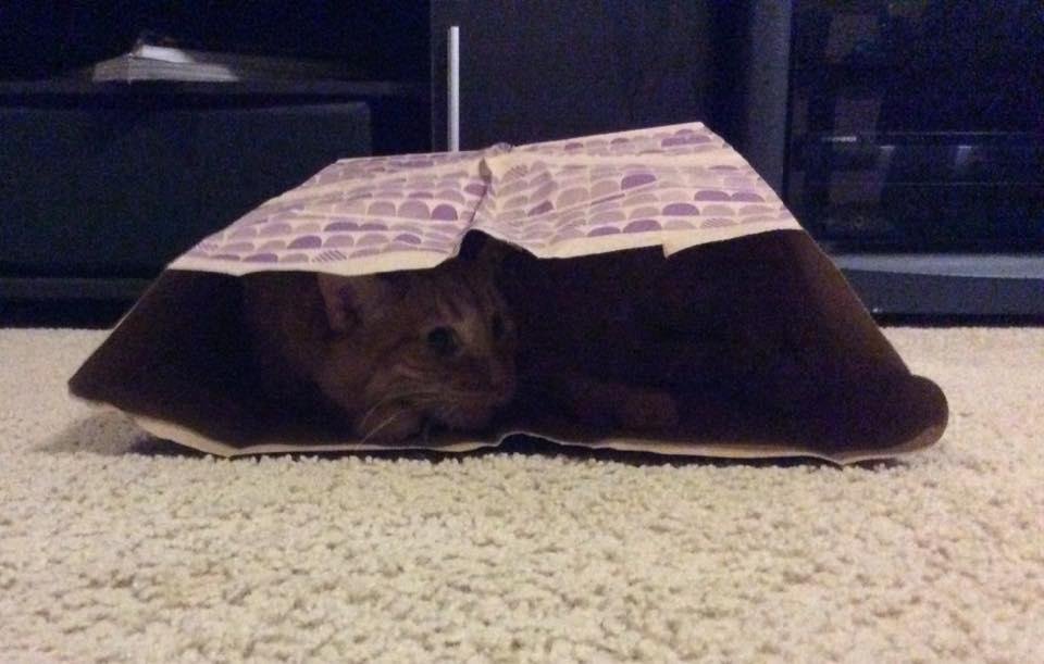 Cat in a bag...
