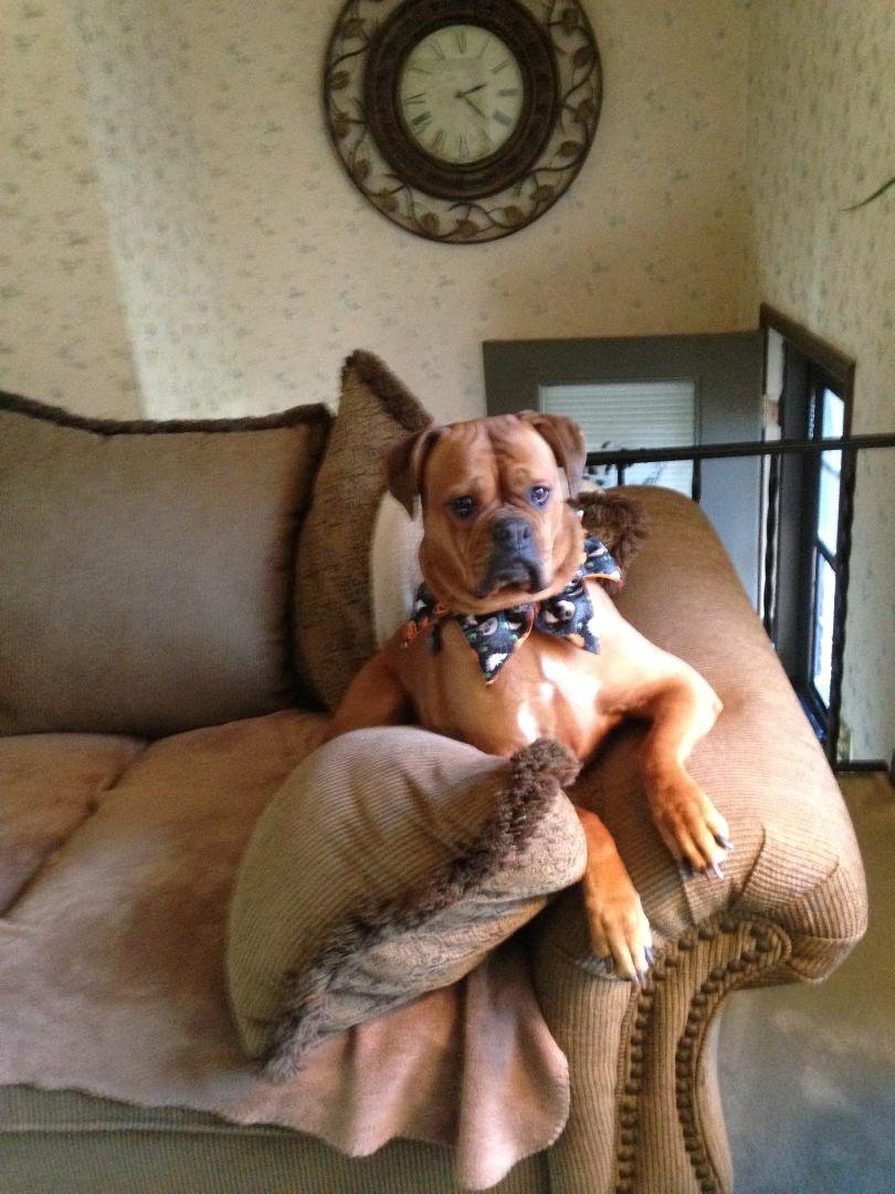 Honey's ready for Trick or Treat