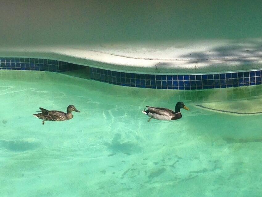 The Langners are tired of being empty nesters so we decided to have some new boarders.