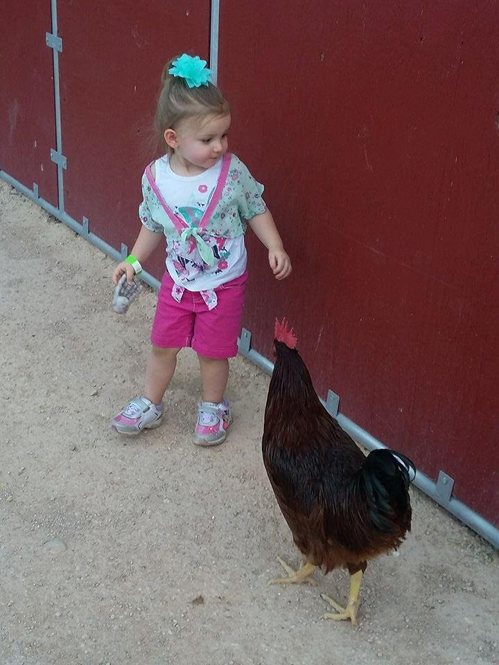 Irie and her friend the chicken at Bonnie Springs. She chased this chicken around and around. :-)
Nichole White