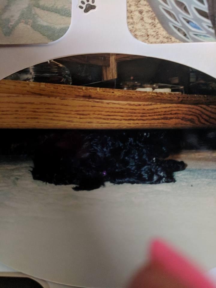 Penney Gaman's album, Mobile Uploads